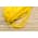 Микрокорд полипропилен (1,2 мм, 15 метров) желтый от Магазин паракорда и фурнитуры Survival Market